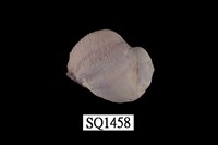 藏品(紫口珊瑚螺)的圖片